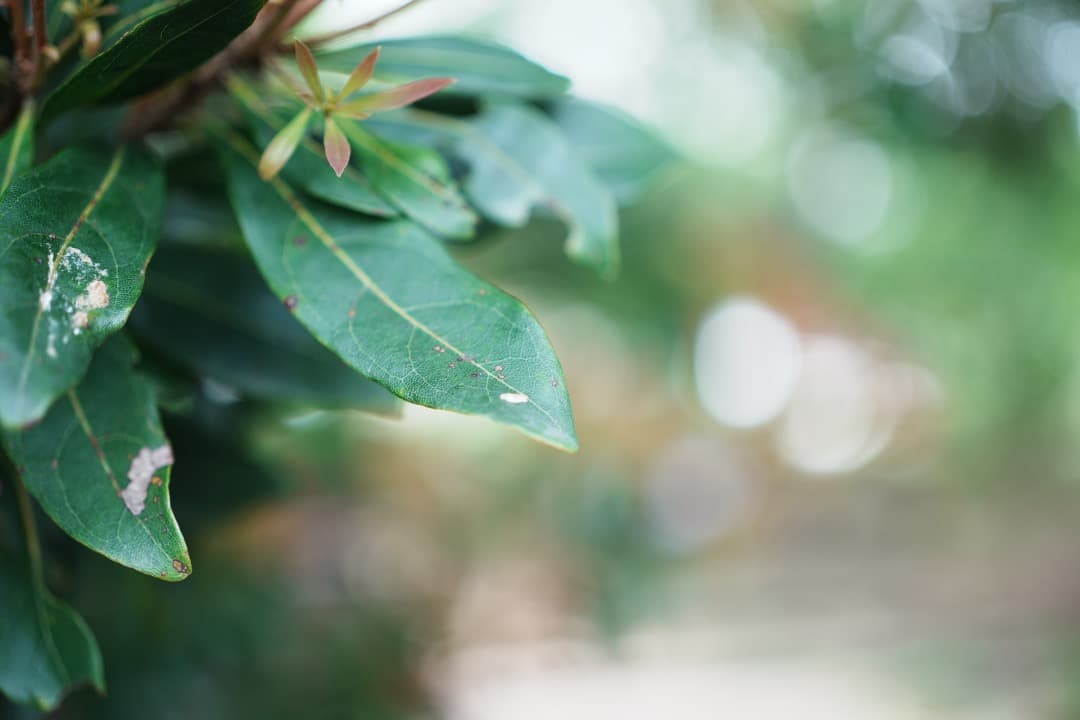 【極美品】SONY SEL40F25G 40mm F2.5G 保護フィルター