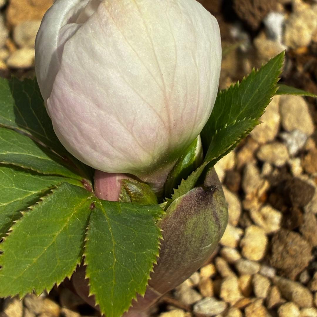 ガ*ル様 3499❤️超希少❤️コロコロ❤️小輪❤️☘️蕾花、タグ付き☘️⭐️ヨ