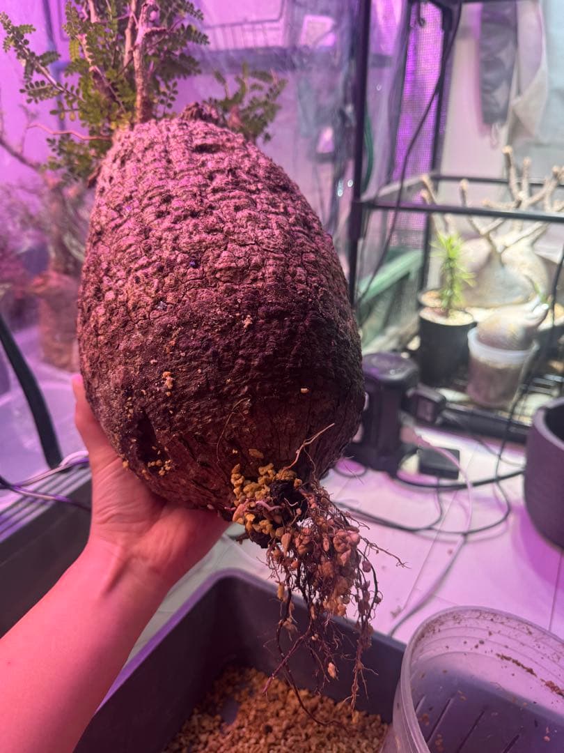 斑入り❔オペルクリカリア パキプス 幹幅19㎝ 発根済み 三州みやび鉢