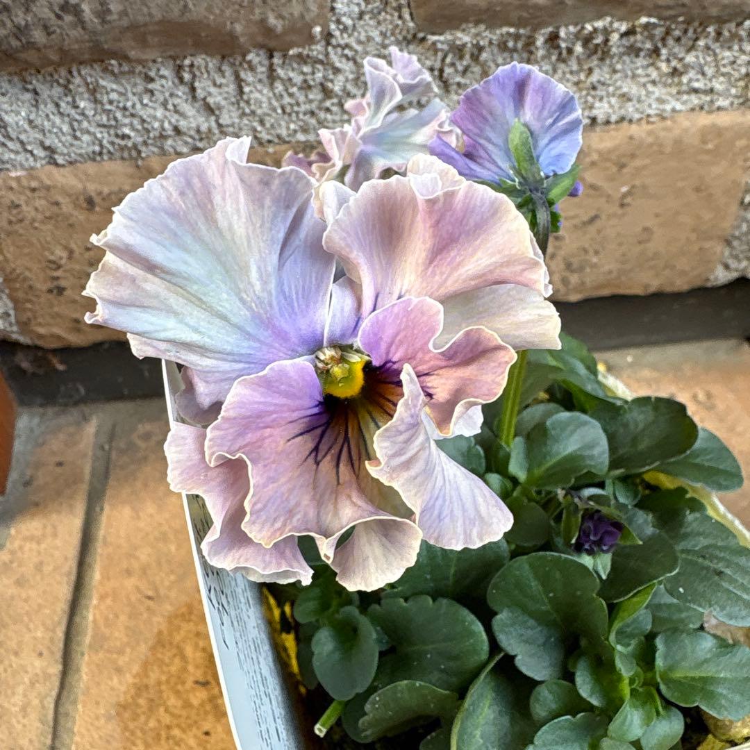 フェデネージュ