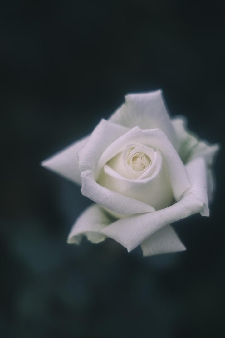 光が滲むライカの癖玉！Leica Summar 50mm f2 オールドレンズ