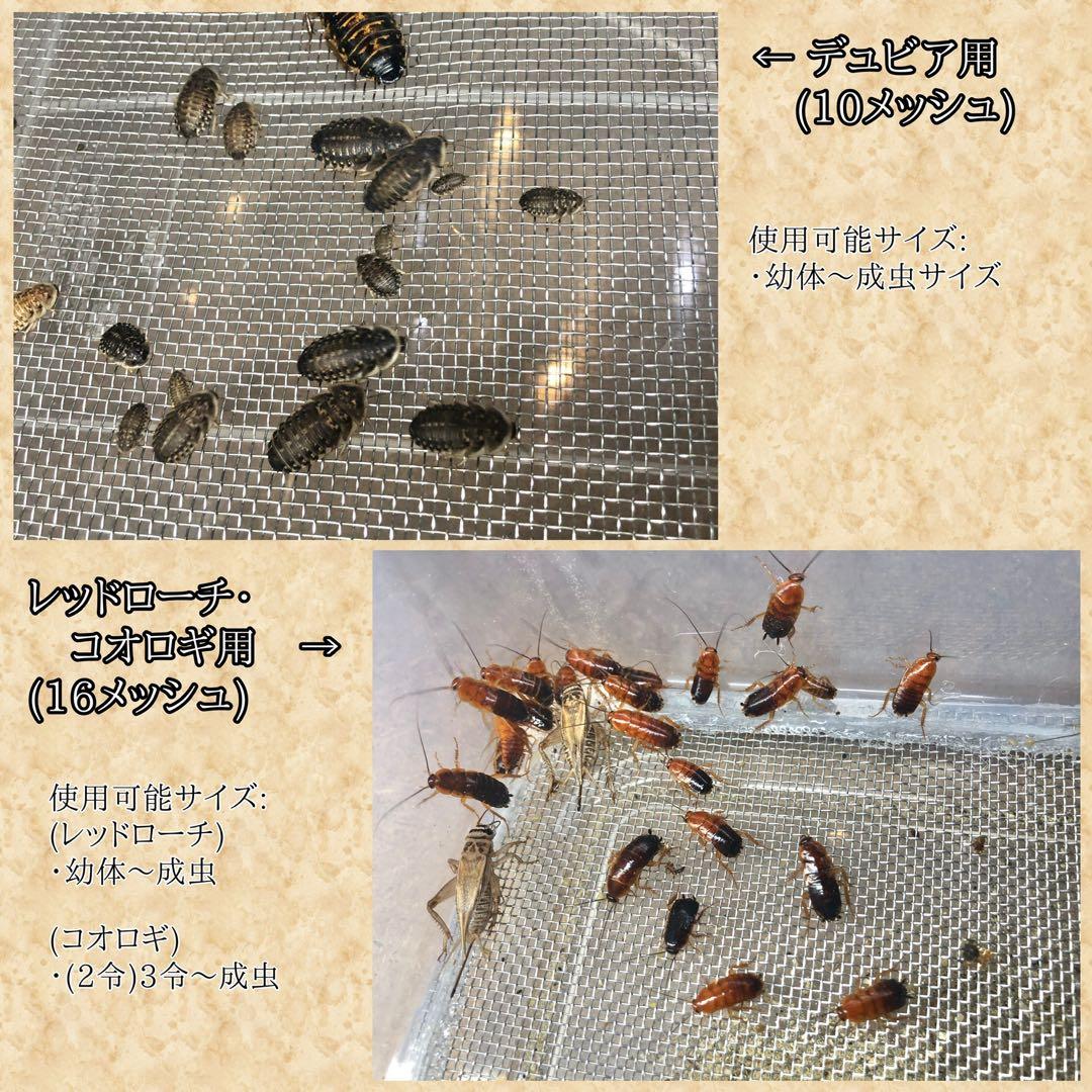 ましん様 (フル)(デュ)