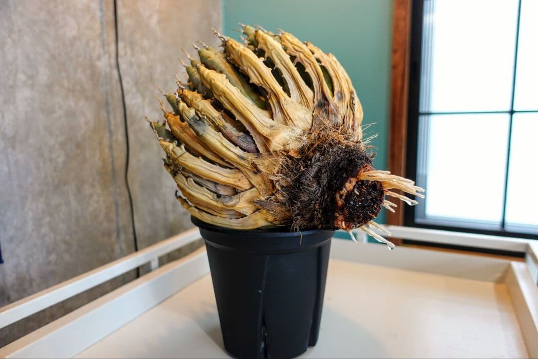 K*G様 【7号XXXLサイズ】発根屋史上最大級・最高のエボリスピナ・発根済の陽