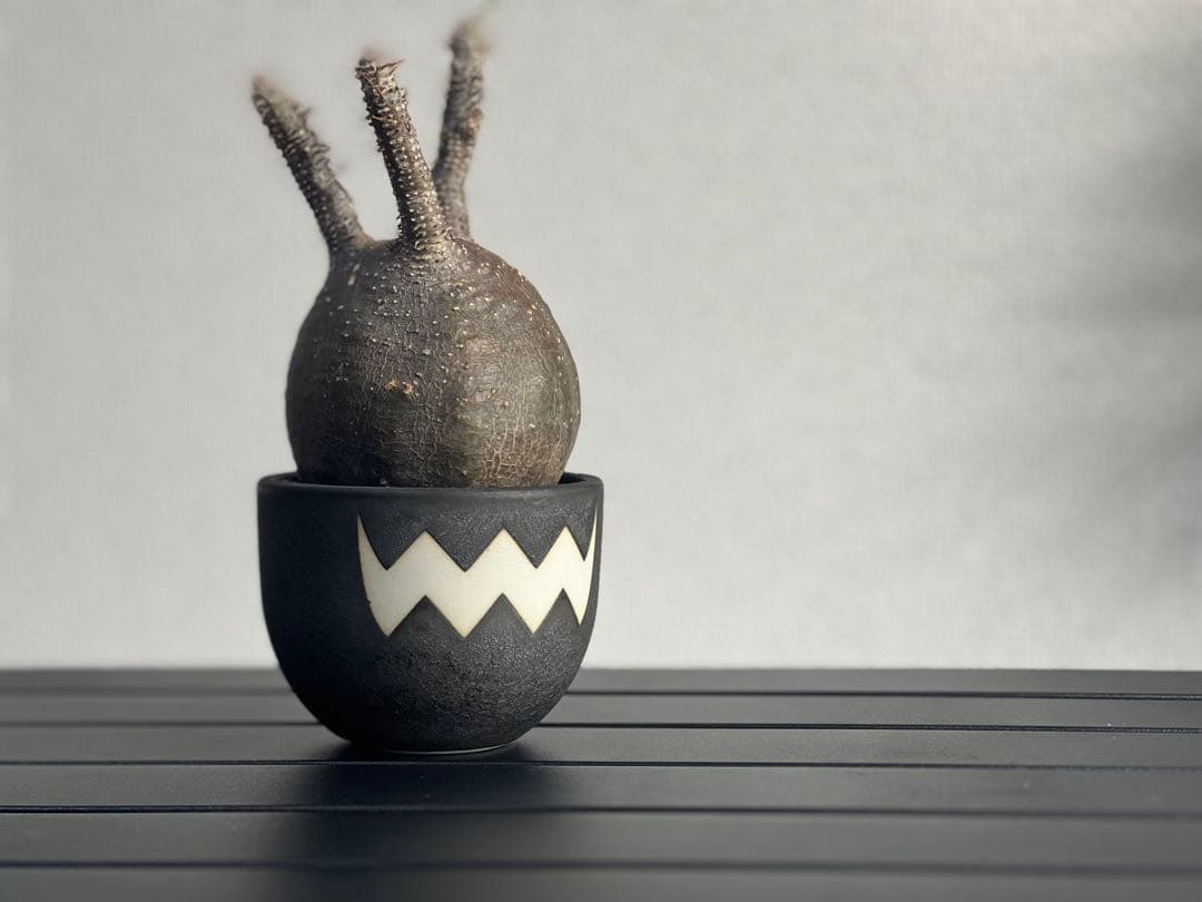 【休眠中】パキポディウム・グラキリス 現地球 VALIEM⑨