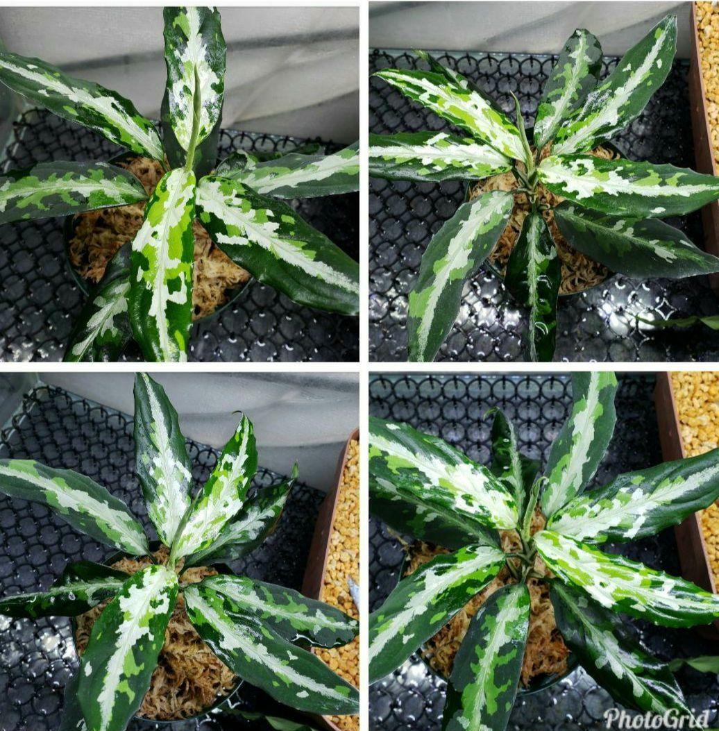 【Weed】Aglaonema pictum 1ss