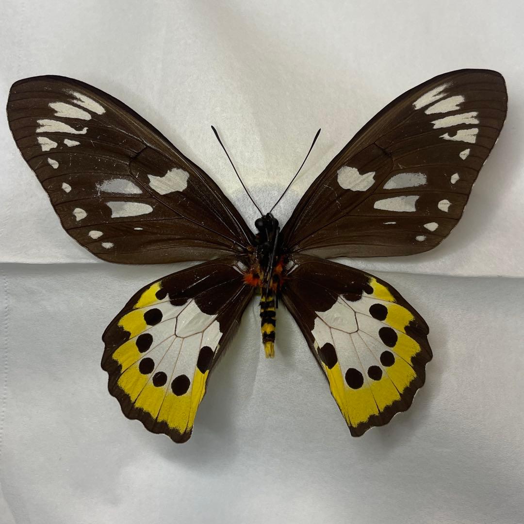 ゴクラクトリバネアゲハ♀標本