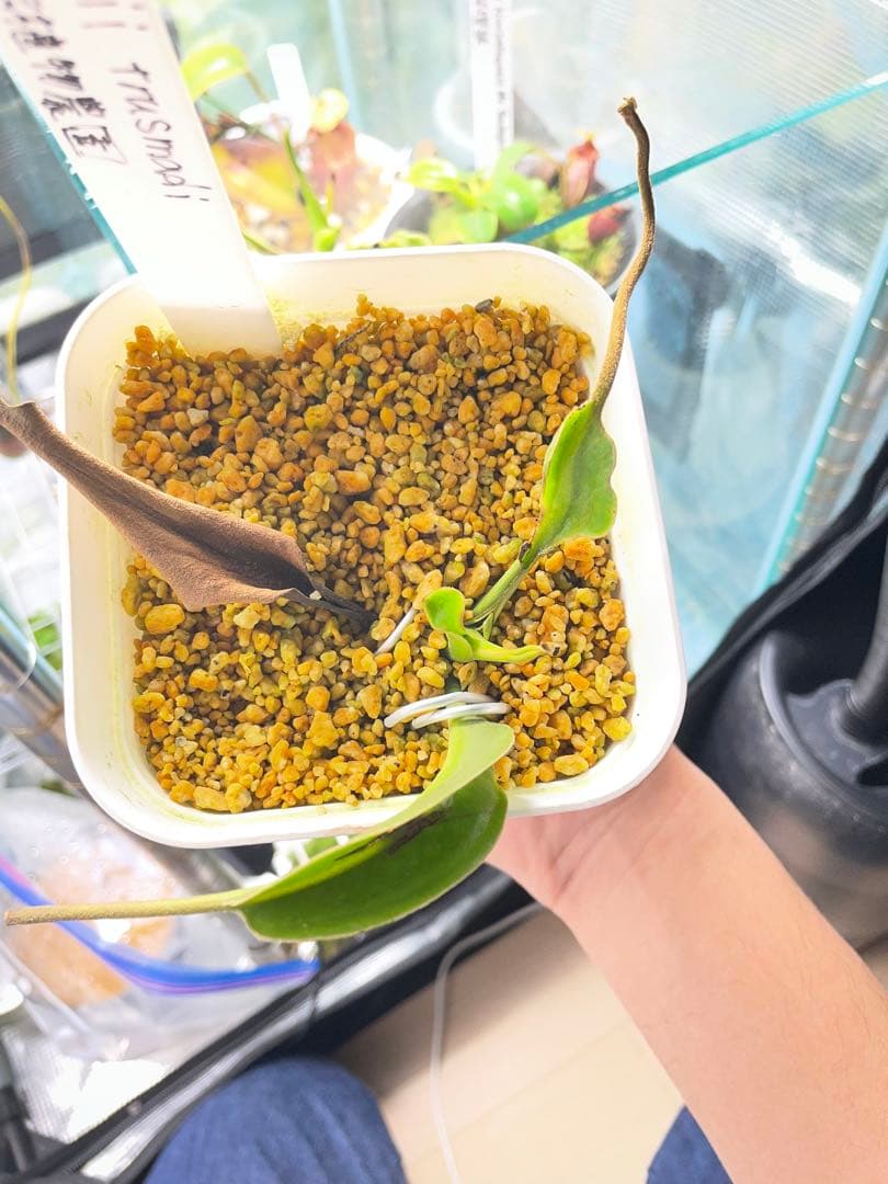 その他観葉植物 ventricosa Quezon luzon