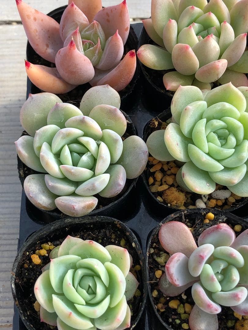 多肉植物 多肉永遠苗♡小苗セット