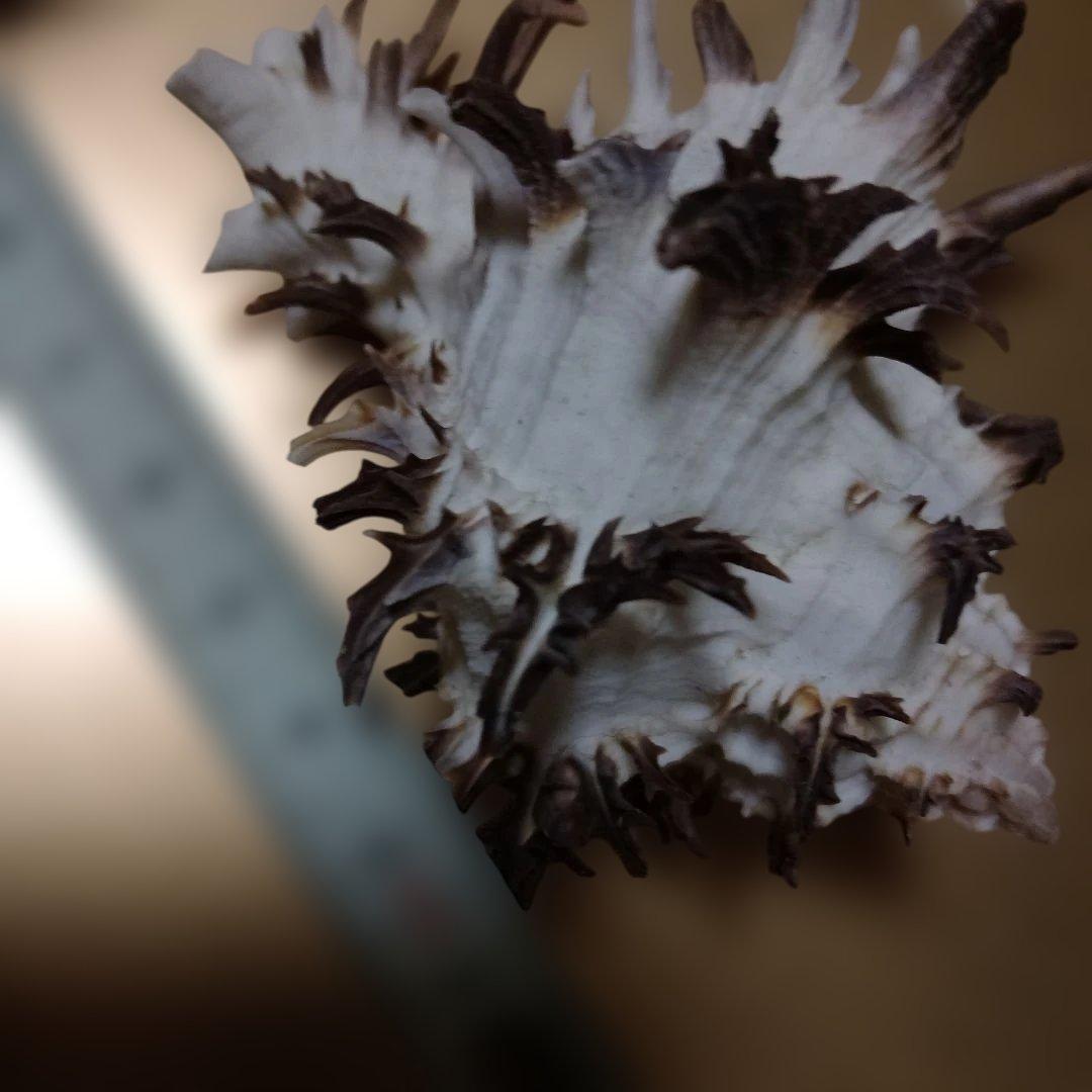 貴重♡♡天然貝殻型装飾品