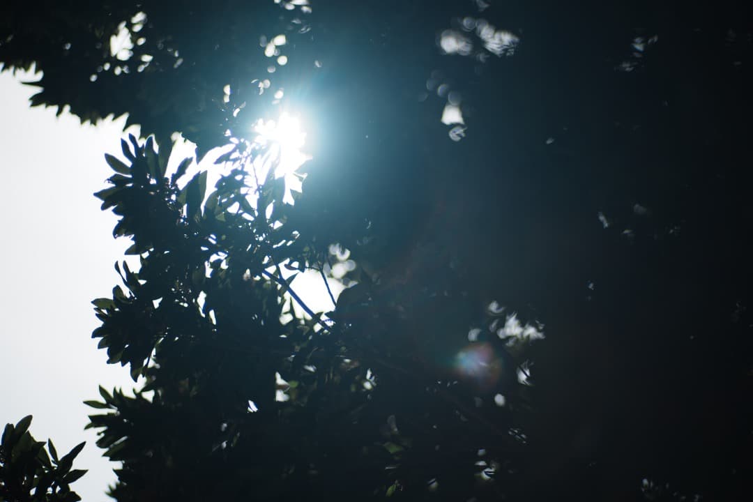 【極美品】Carl Zeiss Planar 85mm F1.4 MMJ 716