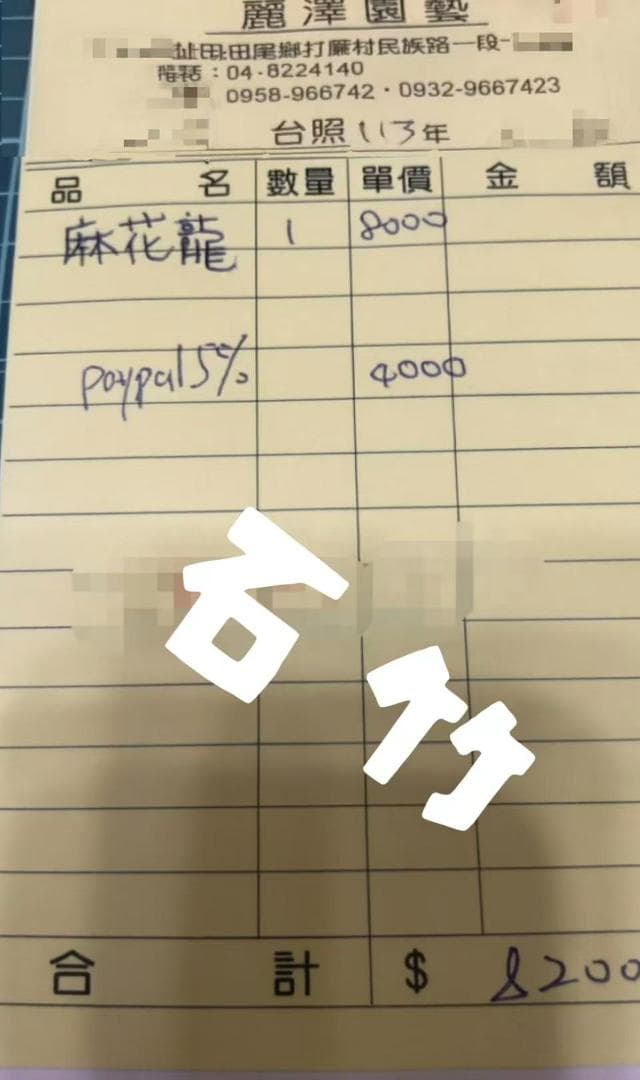 C*A様 アガベ チタノタ 麻花龍 極上強棘 特選美株 ブツブツ コレクシ Li