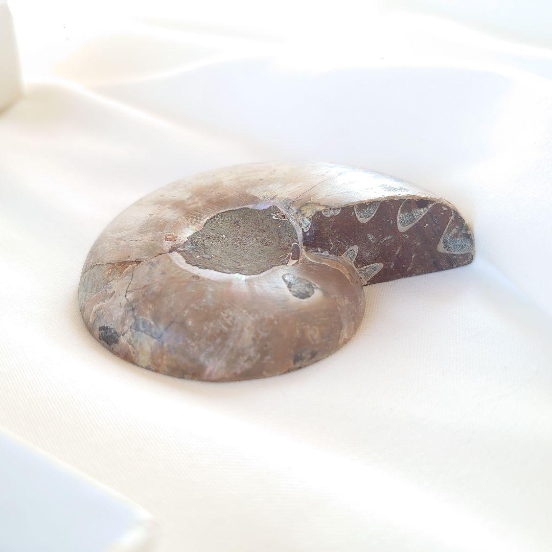 幸運の宝石アンモナイトの化石 約15cm 虹色　コレクション