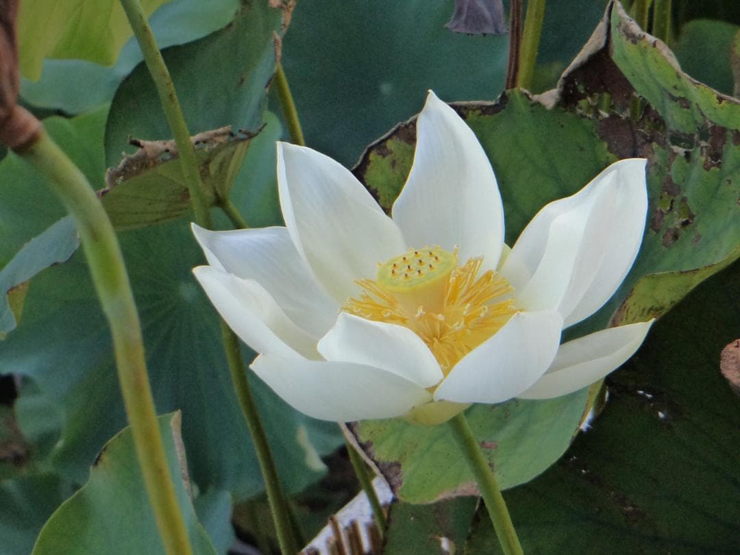 動作品！作例付！SONY Cyber-shot DSC-TF1 防水・耐衝撃