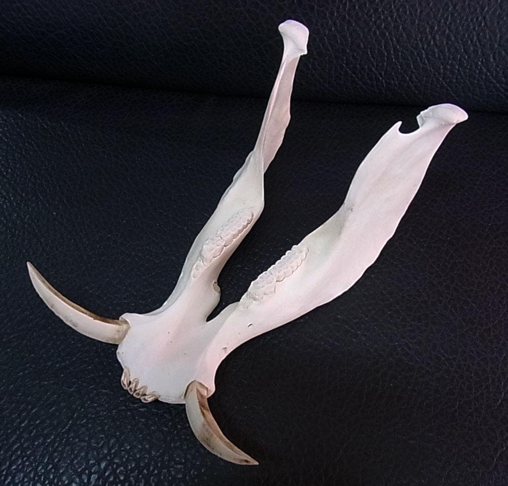 アフリカ便！高品質 イボイノシシ 成獣の頭骨（Lサイズ）
