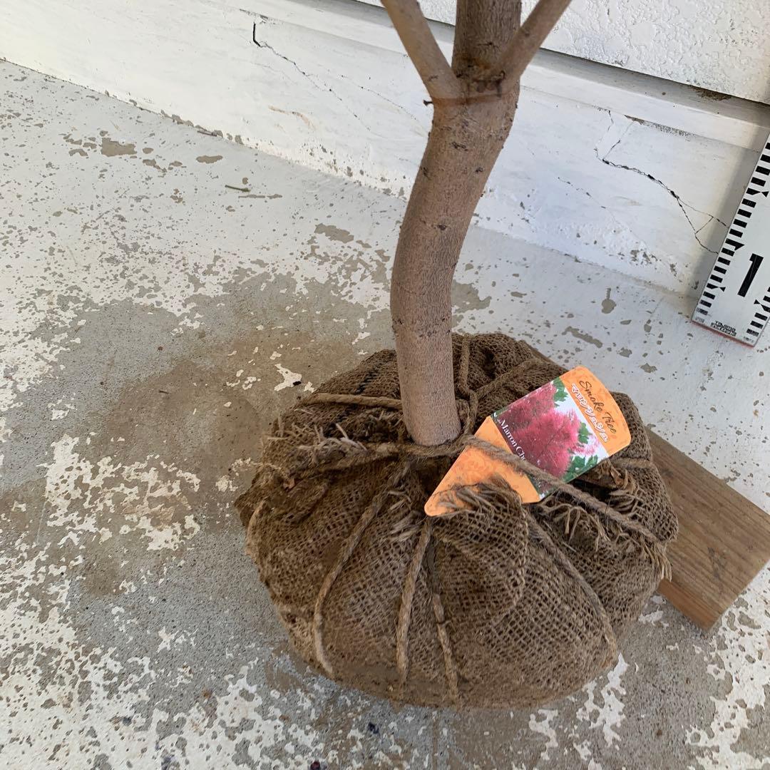 スモークツリー　マロンシュシュ　雌株　煙の木　苗木　花木　56