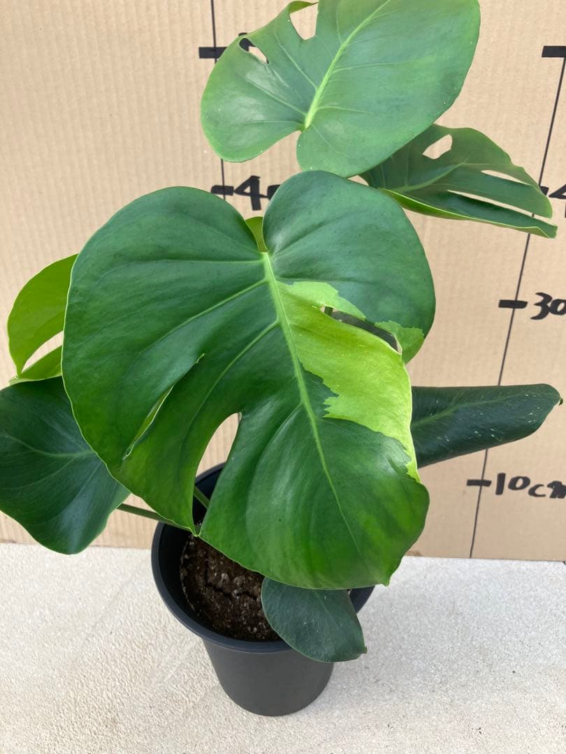 ゆ*う様 モンステラデリシオーサ実生株　突然変異個体、斑入り個体の2鉢セット