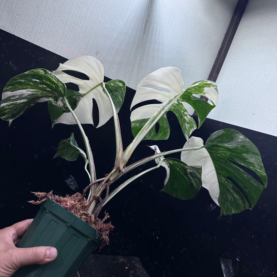 梅*様 斑入りモンステラ ホワイトタイガー極美大株54cm白斑多