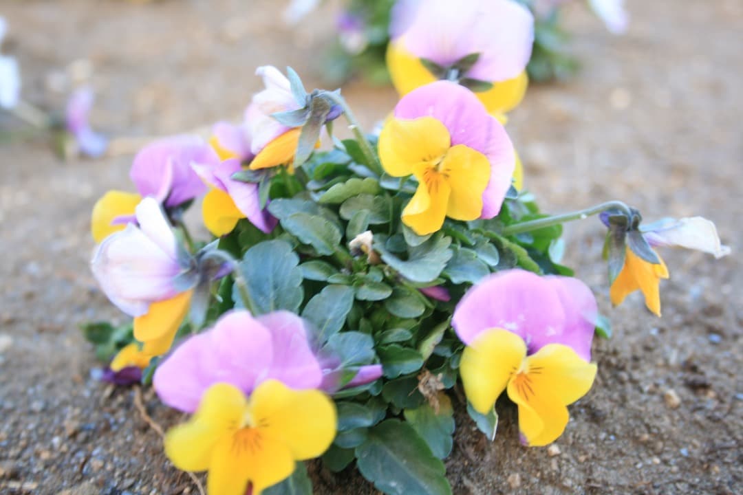 実写美⭕️【動作確認済み】Canon DS126151 一眼レフカメラ レンズ付