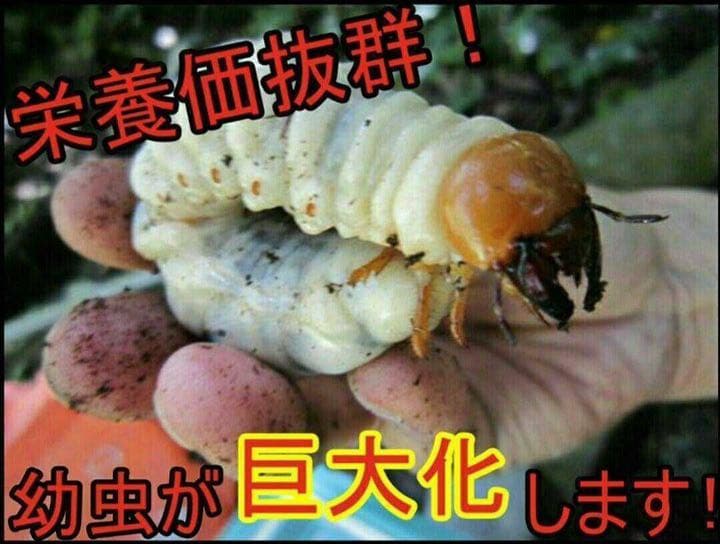 極上！黒アワビタケ菌糸瓶【9本】初令、2令に最適なサイズ！ニジイロクワガタに！