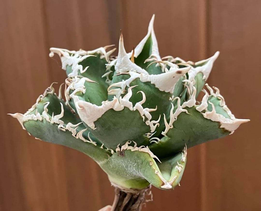 【オークション】10 超選抜　美株　太棘　アガべ　チタノタ　白豪刺　TC