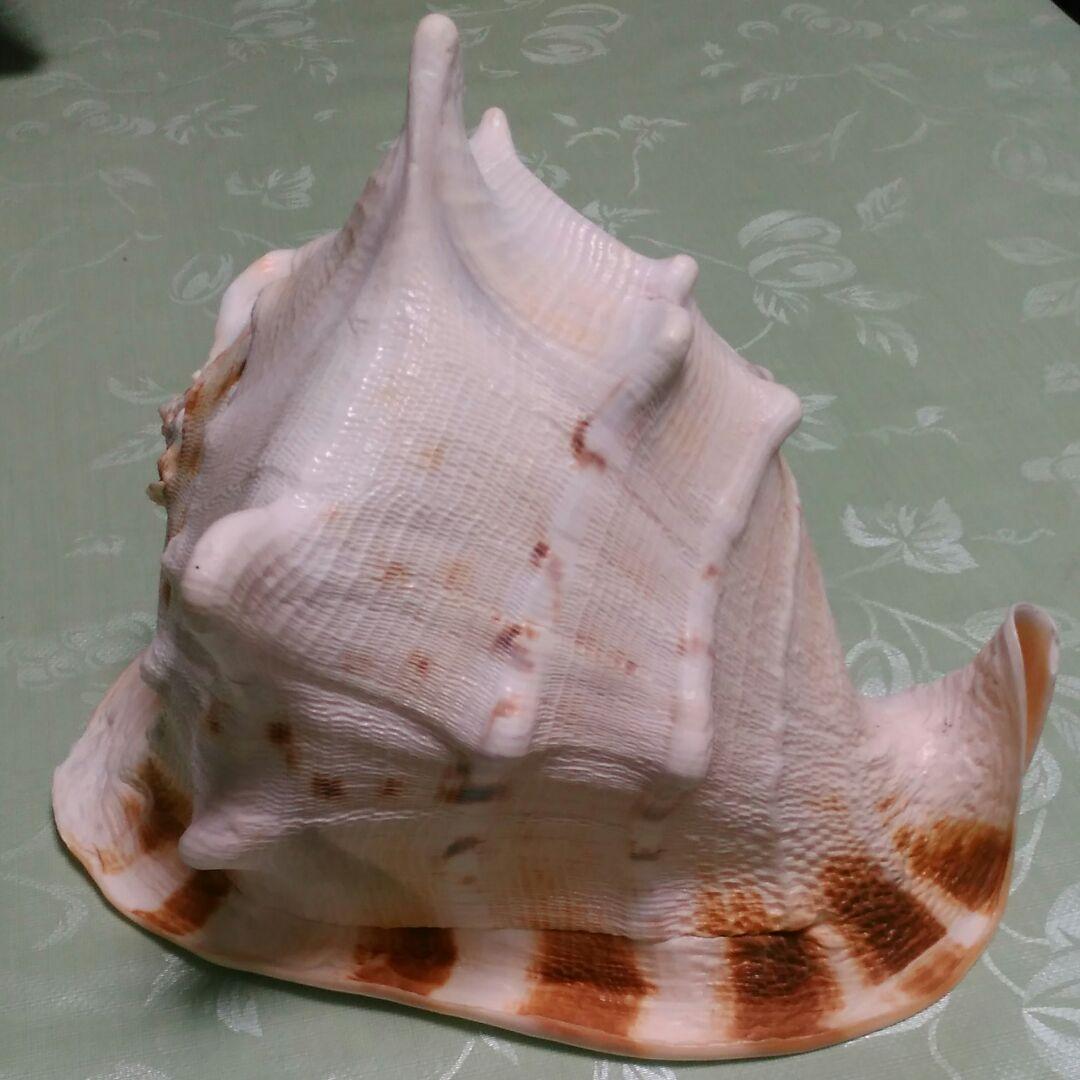 貝