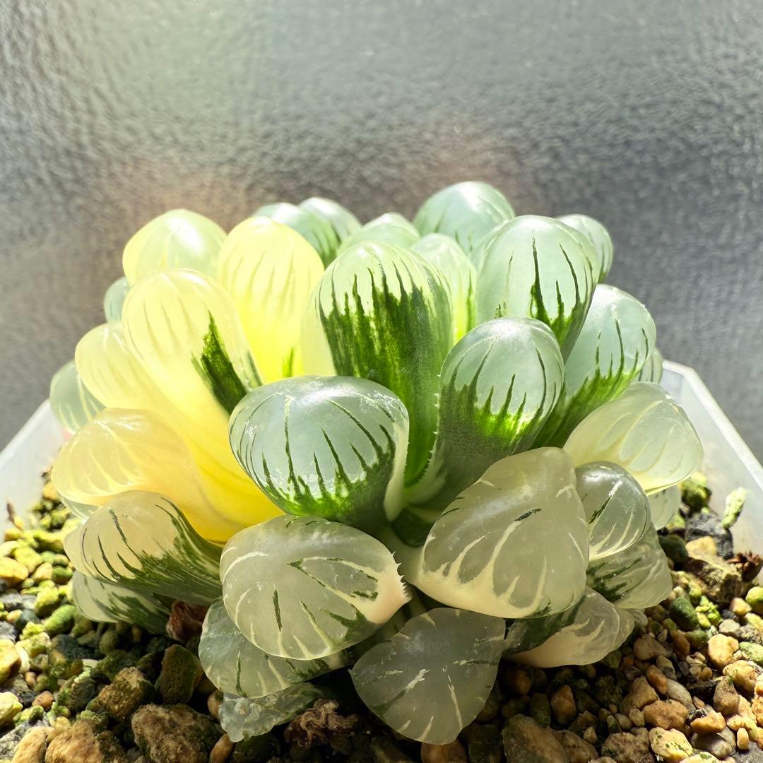 多肉植物 ハオルチア バディア錦 糊斑 12x12cm鉢