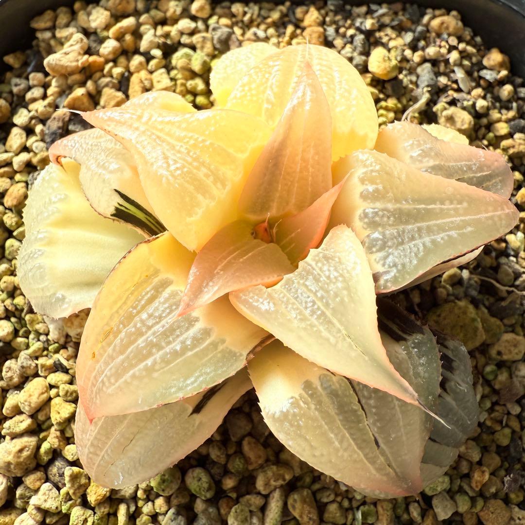 多肉植物 ハオルチア バディア錦 糊斑 12x12cm鉢