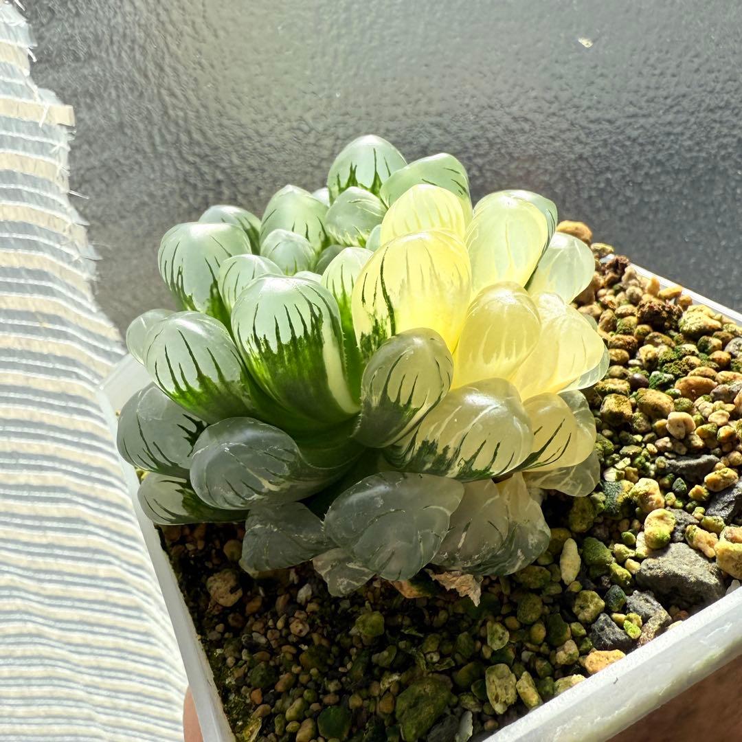 多肉植物 ハオルチア バディア錦 糊斑 12x12cm鉢