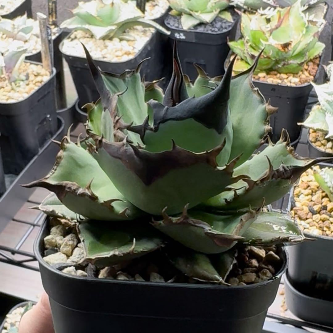 【コレクション出品】アガベ　チタノタ　オテロイ　キングアーサー　親株