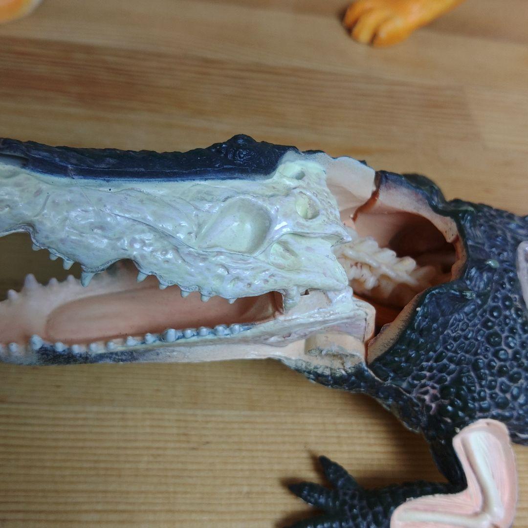 スケルトン 解剖 動物模型 ワニ トラ 馬　フグ 4 VISION剖　ハロウィン