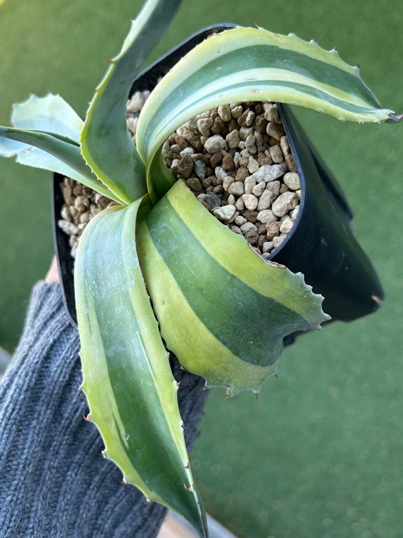 最高峰SS級株！感謝祭、鉢付き！発根済み！大株！特大オルカ！極上株！