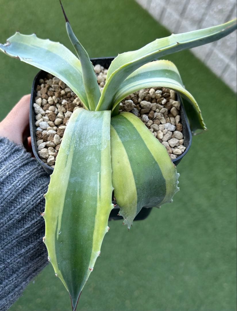 最高峰SS級株！感謝祭、鉢付き！発根済み！大株！特大オルカ！極上株！