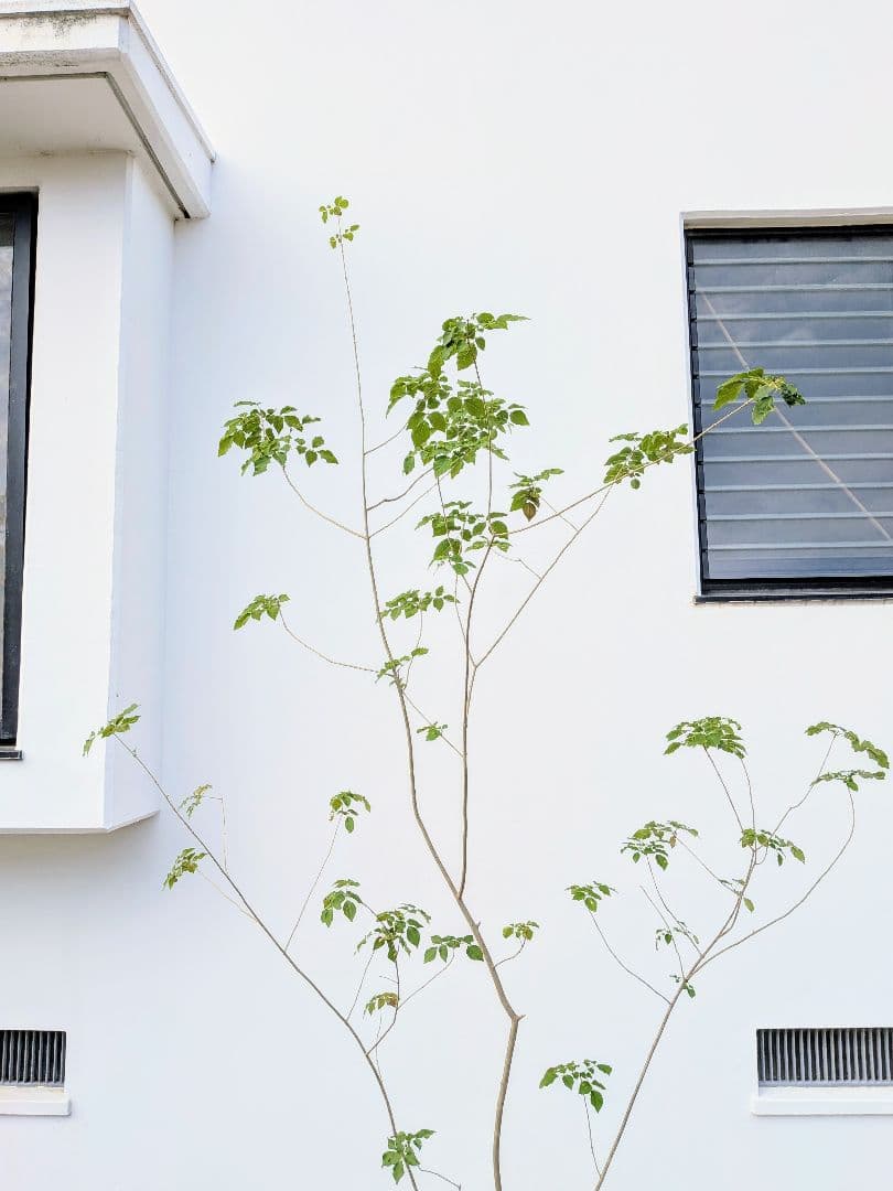 これぞ！山採り天然アオダモ。