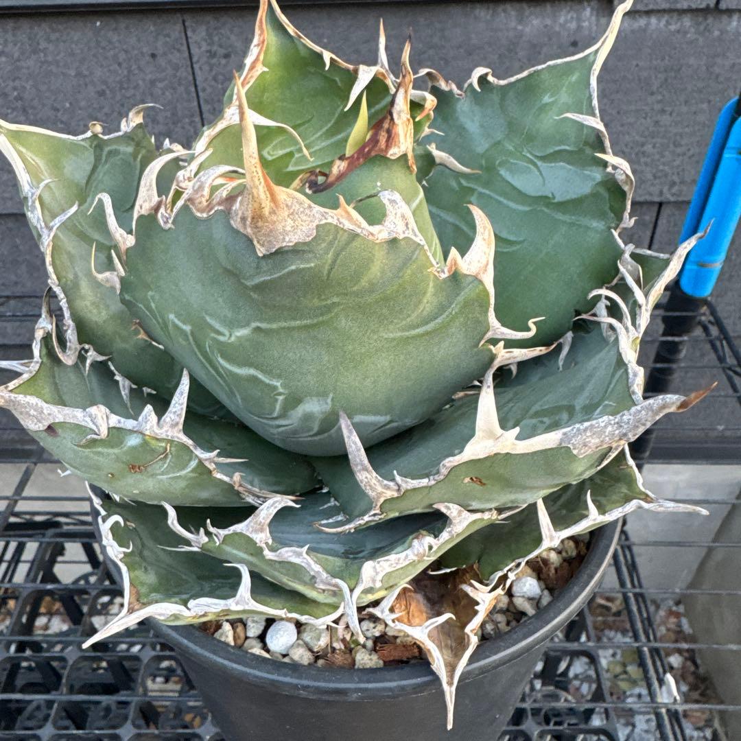 アガベ　チタノタ　白鯨　大株　オアハカ　オテロイ　ハデス　シーザー　赤猫　BB