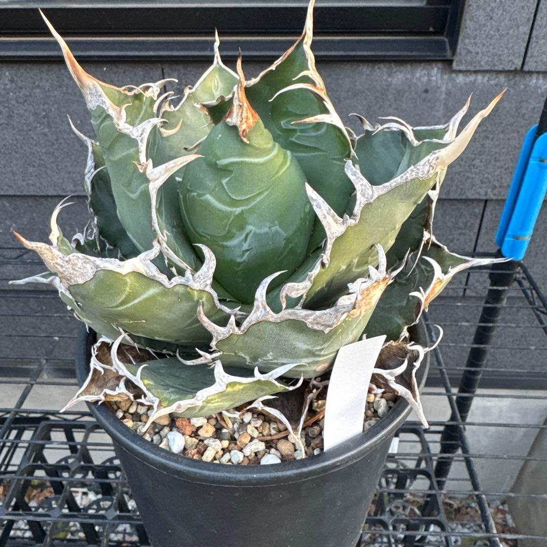 アガベ　チタノタ　白鯨　大株　オアハカ　オテロイ　ハデス　シーザー　赤猫　BB