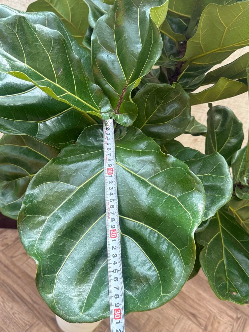 ☆ フィカス•バンビーノ♪10号 幹太 142cm 大葉 リビングサイズ♪