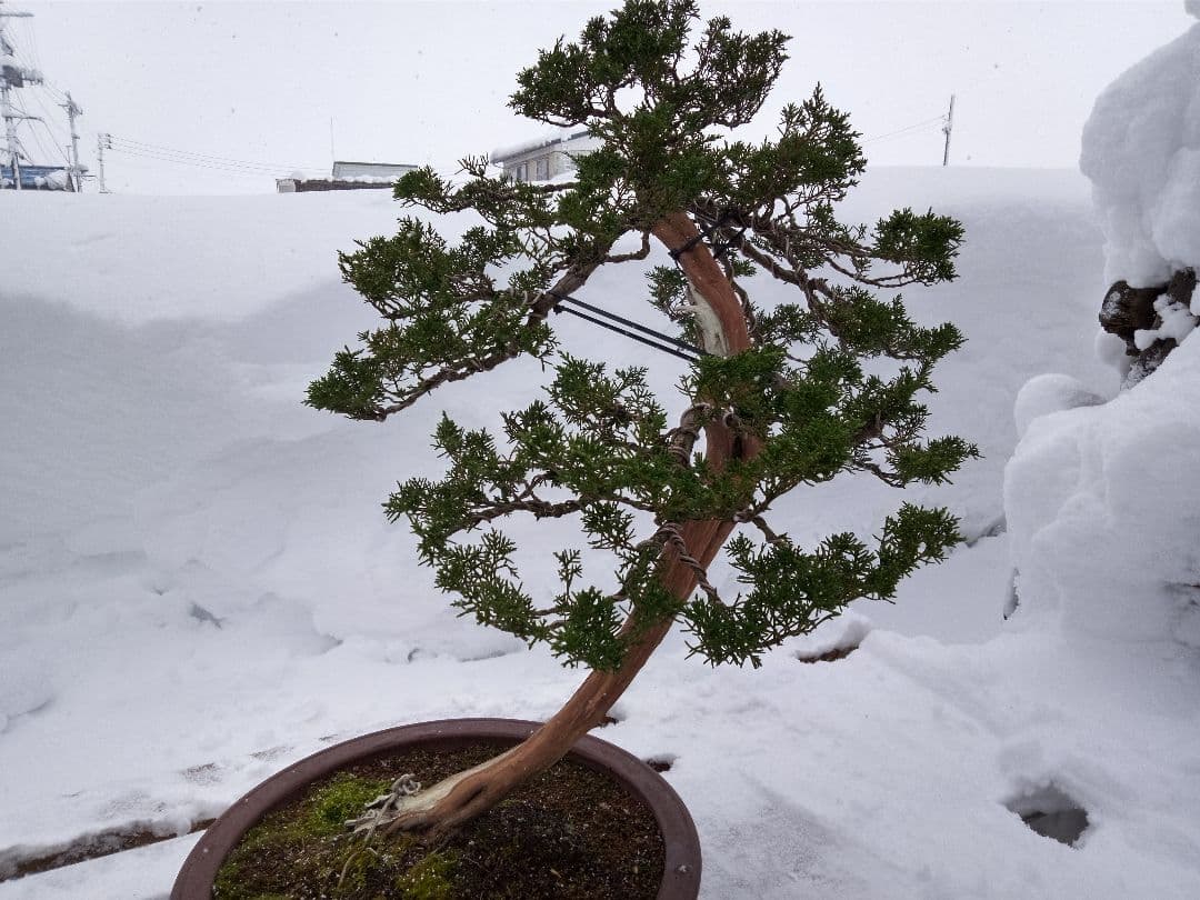 【大品 山採り 真柏盆栽】　　　　　　　⭕デカイ⁉️木製梱包発送～