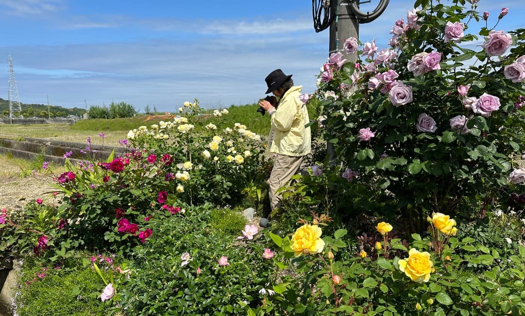 【バラ「超」大苗】　ブルームーン
