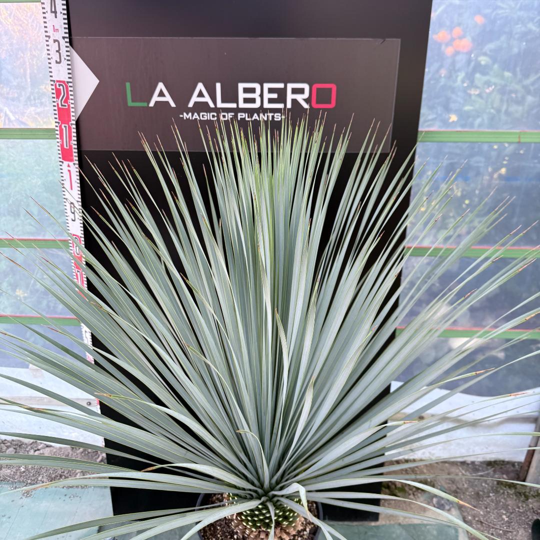 【AL1079】ユッカ　LA ALBERO　ランチョブルー　数量限定販売