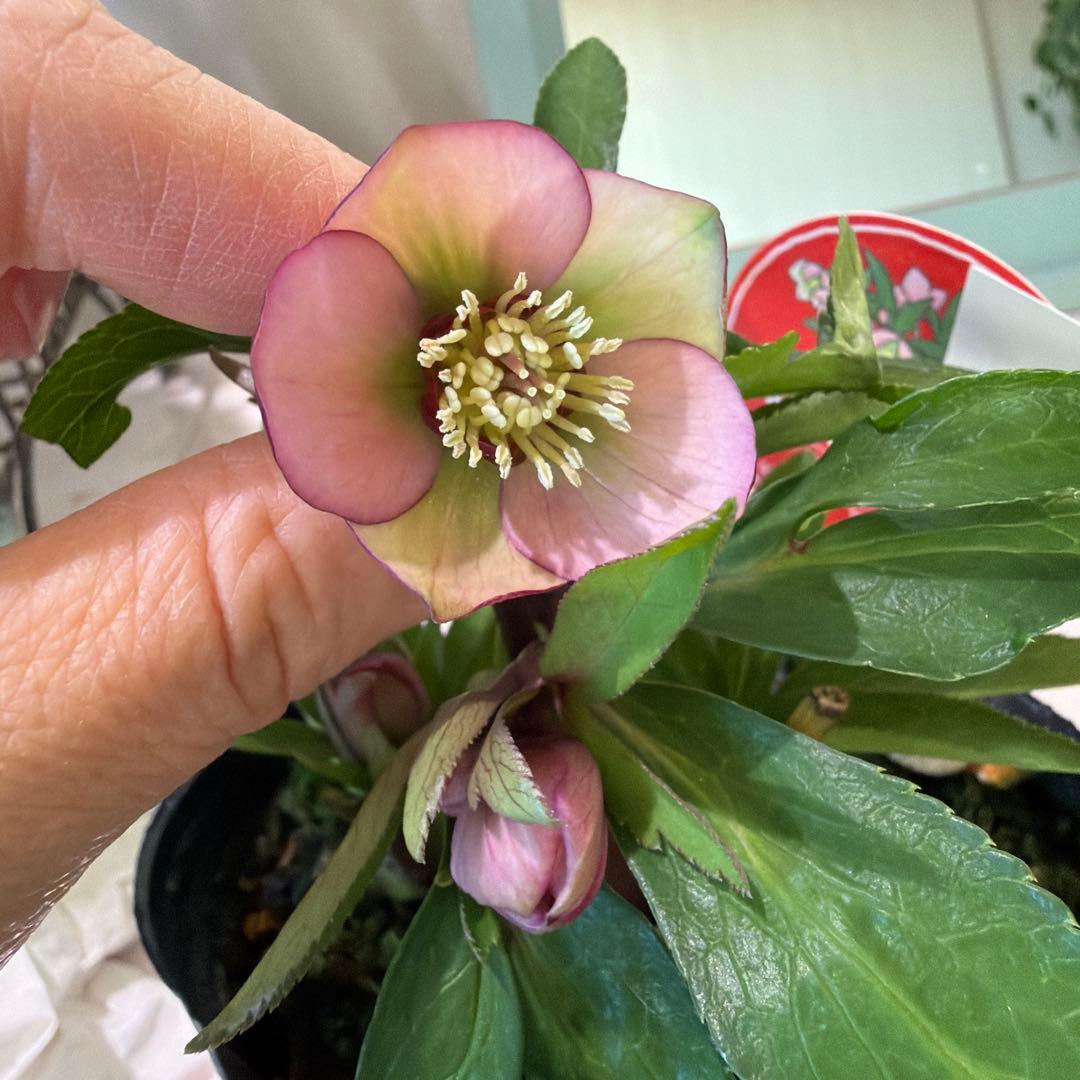 【横山園芸】クリスマスローズ ベビードール《1/5》