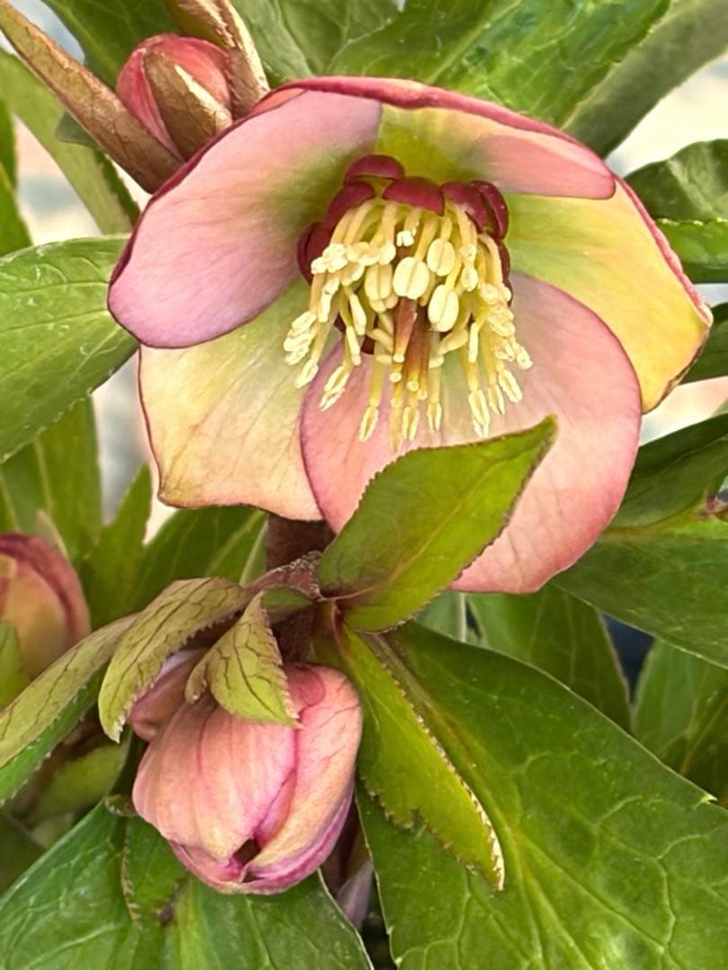 【横山園芸】クリスマスローズ ベビードール《1/5》