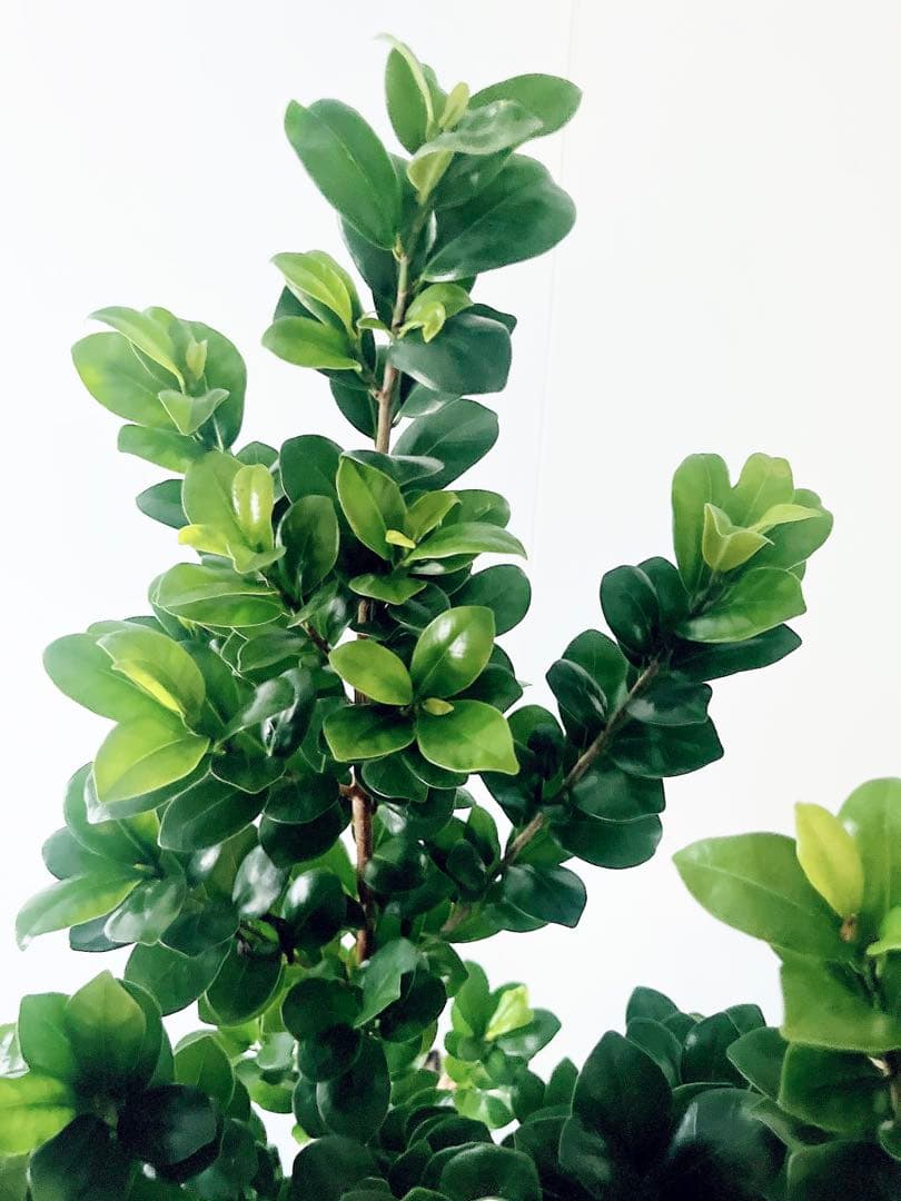 希少 ガジュマル ベビーリーフ 7号鉢 観葉植物 calm cafe