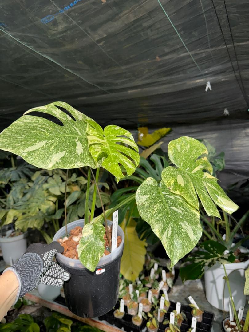 2モンステラ　レガシー　美斑入り　送料込み