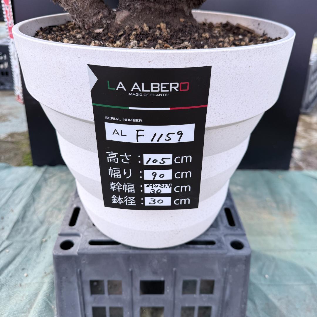 【AL-F1159】ユッカ　ロストラータ　超美形　ダブルヘッド