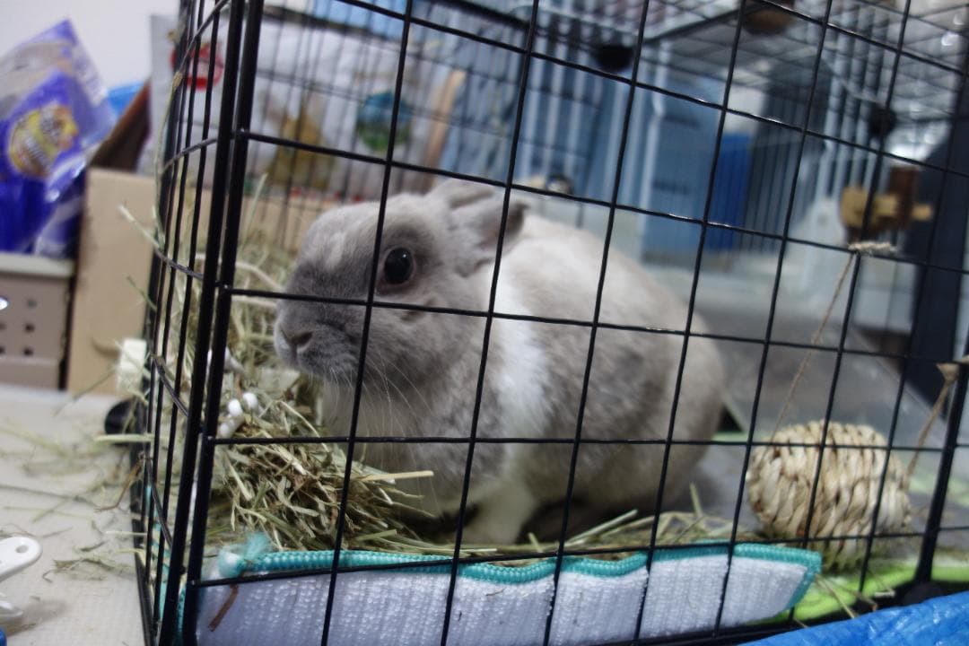 SONY コンパクトデジタルカメラ rx 100 美品　ケース付き　箱付き