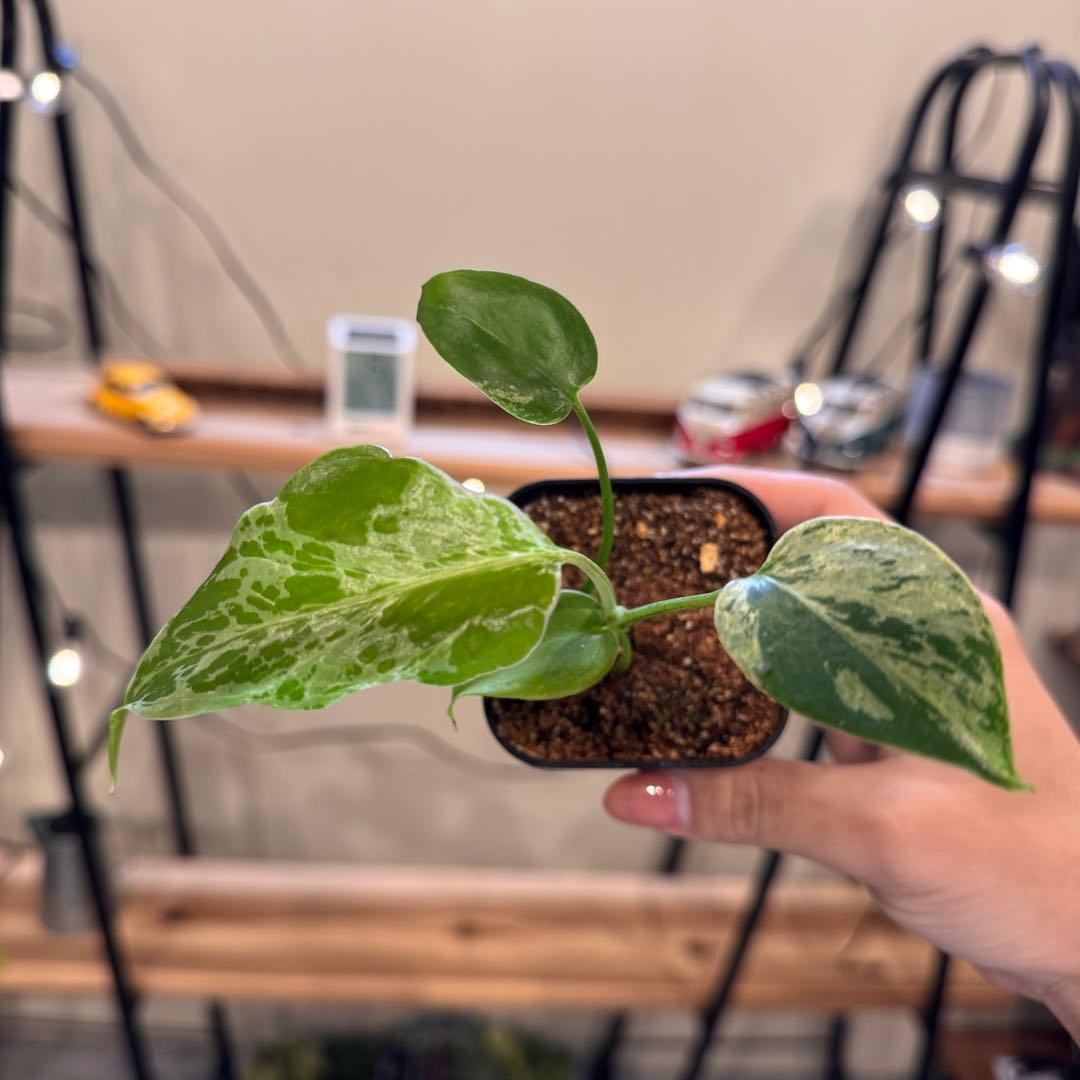 マ*ン様 45 モンステラ　デリシオーサ　バルバソー　斑入り　希少モンステラ　T