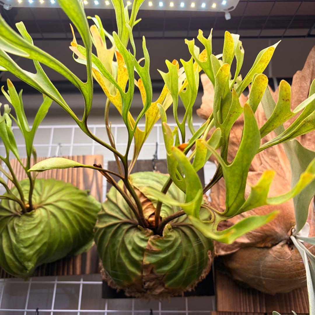 た*だ様 ビカクシダ・リドレイ　シンフォーム　細葉　板付け③