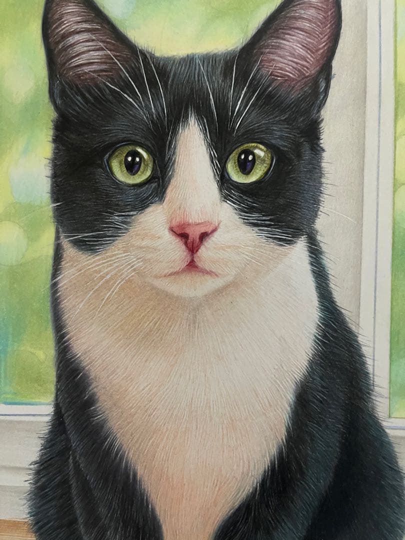 色鉛筆画 A4 ハチワレ猫126