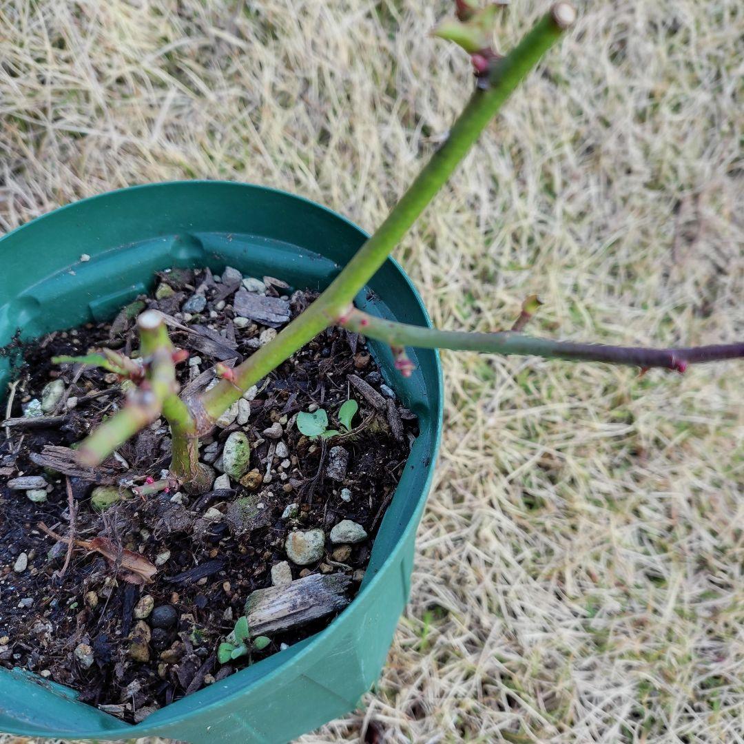 専用ページ、バラ苗・挿し木・四季咲き