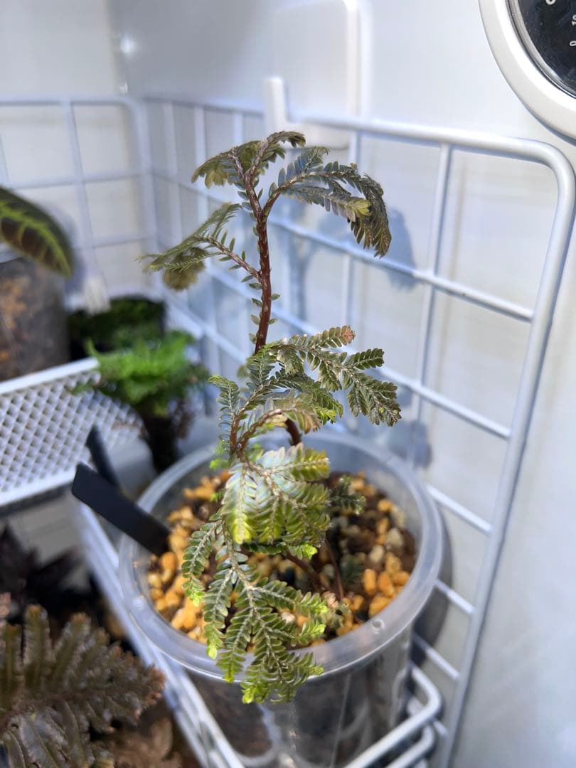その他観葉植物 Selaginella sp. 'Purple' from Sarawak